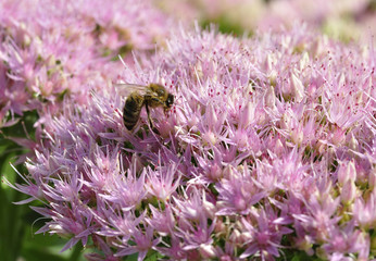  bee foraging on Hylotelephium spectabile