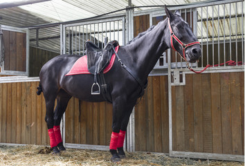 Cavallo in scuderia 2