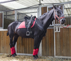 Cavallo in scuderia