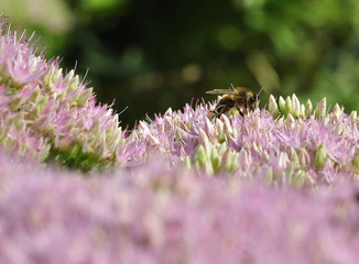  bee foraging on Hylotelephium spectabile