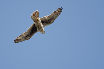 Fototapeta na wymiar Prairie Falcon Hunting on the Wing