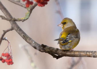 Greenfinch in winter day