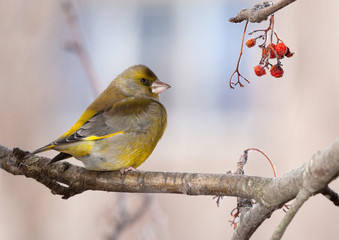 Greenfinch in winter day