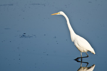 Great Egret Hunting for Fish