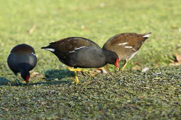 Moorhen, Gallinula Chloropus