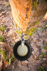 Tapping latex from a rubber tree