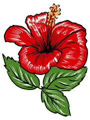 hibiscus