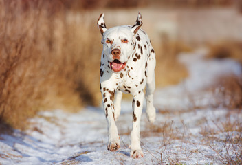 dalmatian dog running outdoors