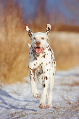happy dalmatian dog running outdoors - obrazy, fototapety, plakaty