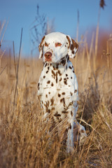 dalmatian dog portrait - obrazy, fototapety, plakaty