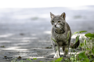 Obraz premium Gatto in arrivo