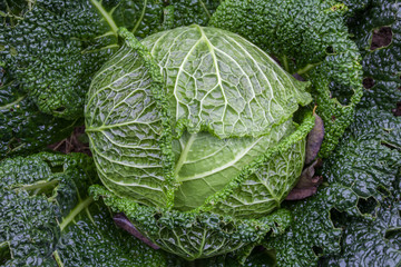 Savoy cabbage