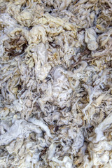 Raw wool on the market