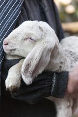 lamb with shepherd © spetenfia