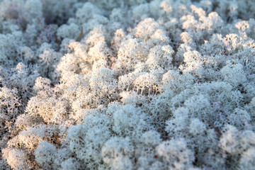 Mystery moss Karelia, Russia