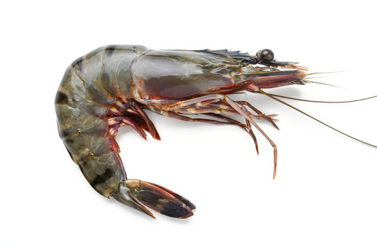 fresh shrimp