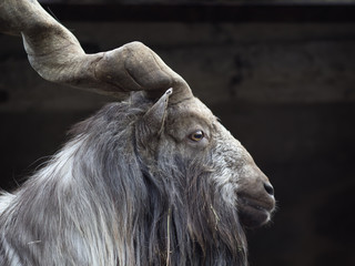 Fototapeta premium Portrait of male Markhor (Capra falconeri)