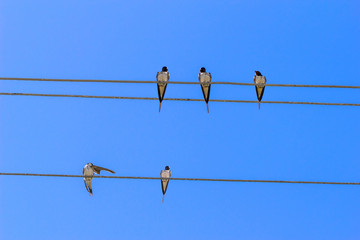 Birds on wires.