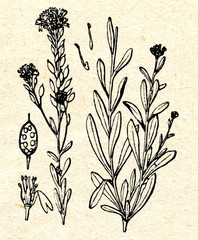 Hoary alyssum (Berteroa incana)