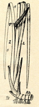 Sweet Flag (Acorus calamus)