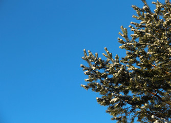 Pine tree with snow a sunny winter day