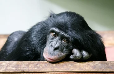 Photo sur Plexiglas Singe triste chimpanzé chimpanzé stock photo singe singe (Pan troglodytes ou chimpanzé commun) chimpanzé à la triste et réfléchie photographie image photo