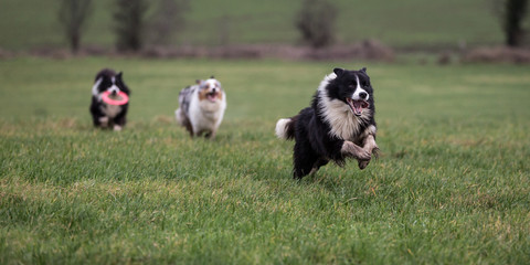 Obraz na płótnie Canvas Dogs Running and Playing