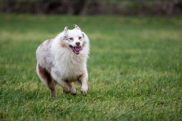 Australian Shepherd Dog