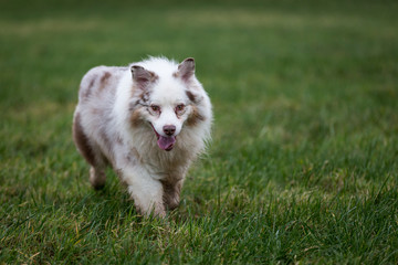 Australian Shepherd Dog