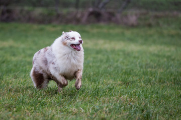 Australian Shepherd Dog