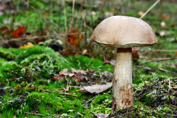 Leccinum scabrum mushroom
