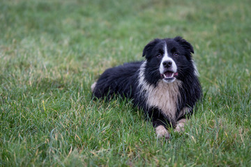 Fototapeta premium Border Collie