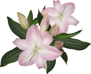 isolated light pink lily bunch of flowers