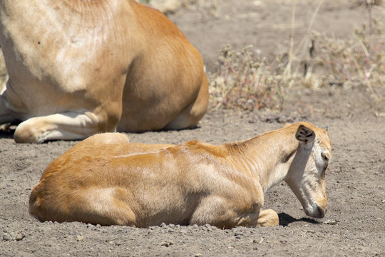 Calf Of Hartebeest