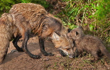Red Fox Vixen (Vulpes vulpes) Greets her Kit