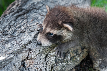 Baby Raccoon (Procyon lotor) Clings to Side of Log