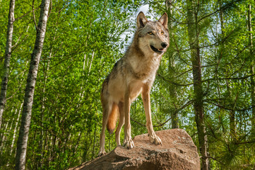 Grey Wolf (Canis lupus) On Rock Looks Up
