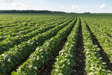 Rows of young soybean plants
