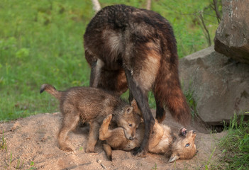 Black Wolf (Canis lupus) Stands over Playing Pups