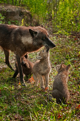 Grey Wolf Pups (Canis lupus) Licks Mother While Another Pup Watc