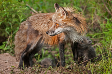 Red Fox Vixen with Kits (Vulpes vulpes) Looks Left