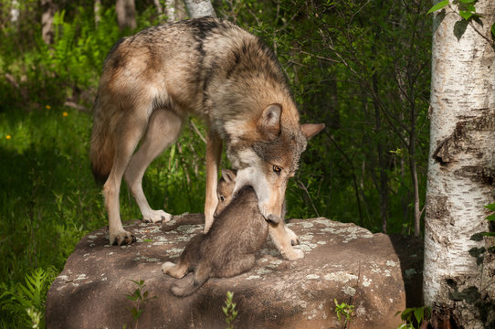 Grey Wolf (Canis lupus) Mother Works to Pick up Pup
