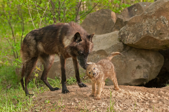Black Wolf (Canis lupus) Stands by as Pup Shakes Off