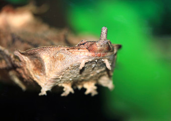 cute aquarium turtle