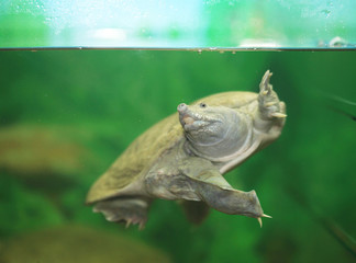 Obraz premium cute aquarium turtle