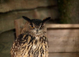 Grand hibou