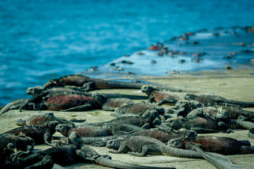 iguanas sunbathing in floreana island galpagos