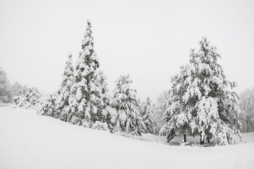 Winter forest