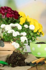 Rustic table with flowers, pots, potting soil, watering can and