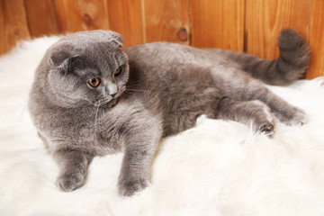 Lying British cat on fur rug on wooden background